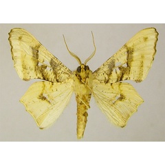 /filer/webapps/moths/media/images/D/dentataria_Coenina_AM_ZSMb.jpg