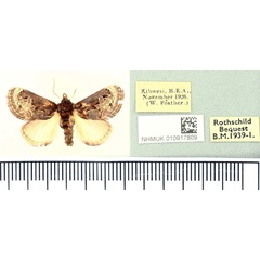 /filer/webapps/moths/media/images/T/torniplaga_Scotinochroa_AM_BMNH_02.jpg