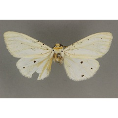 /filer/webapps/moths/media/images/A/auricinctum_Micralarctia_LT_BMNH.jpg