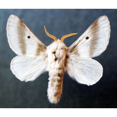 /filer/webapps/moths/media/images/B/bifascia_Bombycomorpha_AM_Stroehle.jpg