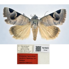 /filer/webapps/moths/media/images/H/hypocornuta_Brevipecten_PT_NHMO.jpg