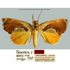 /filer/webapps/moths/media/images/A/aurea_Taraconica_HT_MNHN.jpg