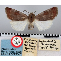 /filer/webapps/moths/media/images/E/ecvinacea_Lycophotia_HT_BMNH.jpg