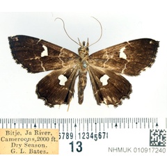 /filer/webapps/moths/media/images/G/gracillodina_Claterna_AF_BMNH.jpg