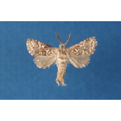 /filer/webapps/moths/media/images/P/prochesi_Arbelodes_PTM_NMK.jpg