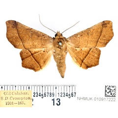 /filer/webapps/moths/media/images/S/simplex_Libystica_AF_BMNH.jpg