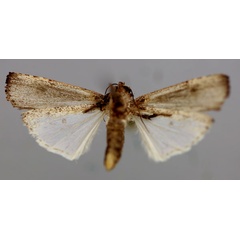 /filer/webapps/moths/media/images/V/vicina_Lophotarsia_A_RMCA_02.jpg