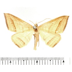 /filer/webapps/moths/media/images/O/ochrota_Loxioda_AM_BMNH.jpg