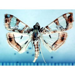 /filer/webapps/moths/media/images/P/pyloalis_Glyphodes_A_Poltavsky.jpg