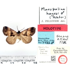 /filer/webapps/moths/media/images/H/hayesi_Marcipalina_HT_BMNH.jpg