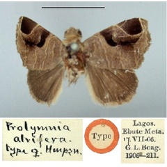 /filer/webapps/moths/media/images/A/atrifera_Prolymnia_HT_BMNH.jpg