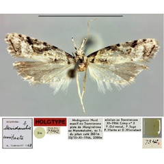 /filer/webapps/moths/media/images/U/unitacta_Meridarchis_HT_MNHN.jpg