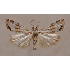 /filer/webapps/moths/media/images/D/delicatalis_Aurotalis_A_Butler.jpg