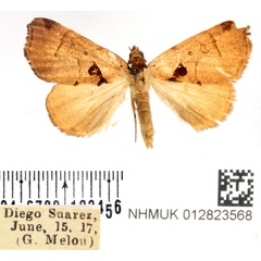 /filer/webapps/moths/media/images/M/madagascariensis_Marcipa_AF_BMNH.jpg