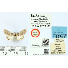 /filer/webapps/moths/media/images/C/cuculliella_Beihania_HT_BMNH.jpg