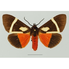 /filer/webapps/moths/media/images/S/sanguinea_Fodinoidea_AM_Basquin_03a.jpg