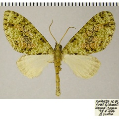 /filer/webapps/moths/media/images/V/veninotata_Lobidiopteryx_AM_ZSMa.jpg