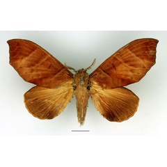 /filer/webapps/moths/media/images/A/angulata_Gonobombyx_AF_Basquin_02.jpg