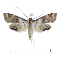 /filer/webapps/moths/media/images/B/belladotae_Eoophyla_HT_BMNH.jpg