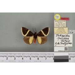 /filer/webapps/moths/media/images/P/pulchra_Fodinoidea_PT_BMNHa.jpg
