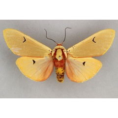 /filer/webapps/moths/media/images/H/homeyeri_Teracotona_AF_BMNH.jpg