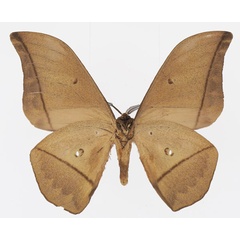 /filer/webapps/moths/media/images/A/acetes_Lobobunaea_AM_Basquinb.jpg