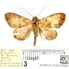 /filer/webapps/moths/media/images/A/atristipata_Oglasa_AM_BMNH.jpg