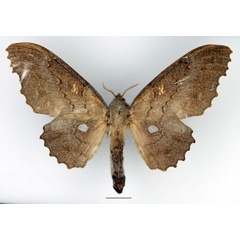 /filer/webapps/moths/media/images/C/cinerascens_Mimopacha_AF_Basquin_01.jpg