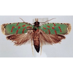 /filer/webapps/moths/media/images/V/viridis_Accra_AF_BMNH.jpg