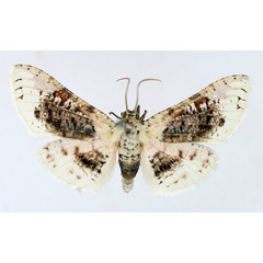 /filer/webapps/moths/media/images/S/sordidula_Rhodoneura_AF_TMSA.jpg