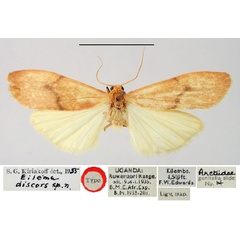 /filer/webapps/moths/media/images/D/discors_Eilema_HT_BMNH.jpg