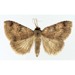 /filer/webapps/moths/media/images/P/punctilineata_Plecoptera_A_TMSA_02.jpg