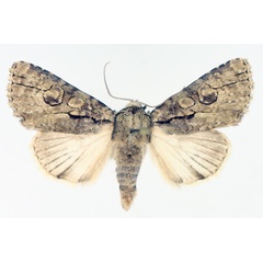 /filer/webapps/moths/media/images/B/basilinea_Archephia_AM_TMSA_01.jpg