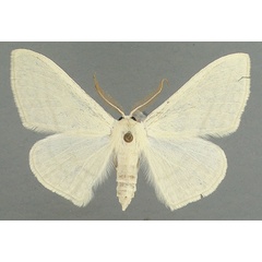 /filer/webapps/moths/media/images/C/ctenophora_Somatina_AM_TMSA.jpg