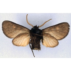 /filer/webapps/moths/media/images/J/jordani_Metarctia_HT_BMNH_02.jpg