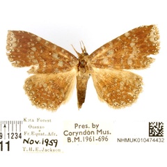 /filer/webapps/moths/media/images/L/leucocharagma_Aburina_AM_BMNH.jpg