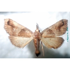 /filer/webapps/moths/media/images/O/obscurobasalis_Acidon_AF_Bippus.jpg