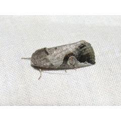 /filer/webapps/moths/media/images/L/lunifera_Bryophilopsis_A_Goff_02.jpg