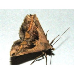 /filer/webapps/moths/media/images/T/trimeni_Acantholipes_A_Goff_01.jpg
