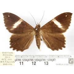 /filer/webapps/moths/media/images/C/callista_Geometrimima_AF_BMNH.jpg