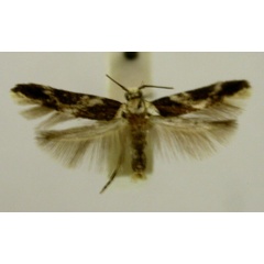 /filer/webapps/moths/media/images/H/hyptiota_Strenophila_ST481_TMSA_01.jpg