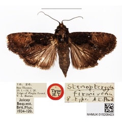 /filer/webapps/moths/media/images/F/firmivena_Stenopterygia_HT_BMNH.jpg