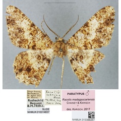 /filer/webapps/moths/media/images/M/madagascariensis_Racotis_PTM_BMNH_02.jpg