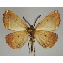 /filer/webapps/moths/media/images/A/acyrthoria_Odontopera_AM_ZSMb.jpg