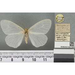 /filer/webapps/moths/media/images/C/chionoptera_Marblepsis_AT_BMNHa.jpg