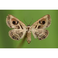 /filer/webapps/moths/media/images/P/pyrula_Cometaster_A_Butler.jpg
