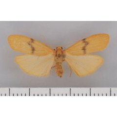 /filer/webapps/moths/media/images/G/goniophora_Campter_AF_TMSA.jpg