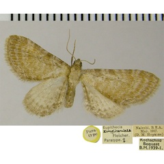 /filer/webapps/moths/media/images/Z/zingiberiata_Eupithecia_PTF_ZSM.jpg