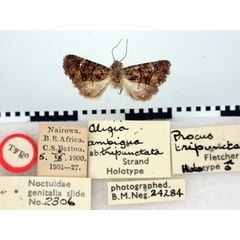 /filer/webapps/moths/media/images/T/tripunctata_Procus_HT_BMNH.jpg