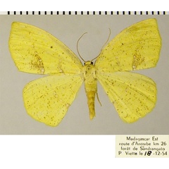 /filer/webapps/moths/media/images/I/indiscretaria_Epigynopteryx_AF_ZSM.jpg